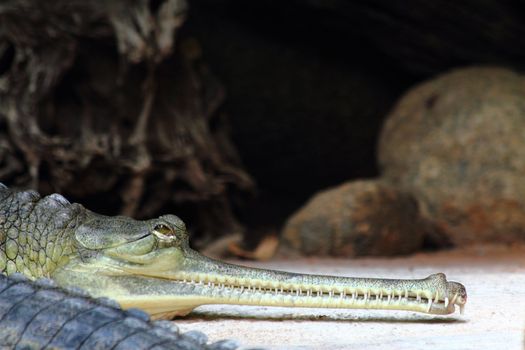 detail of alligator head as very nice animal background