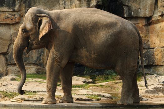 pig old elephant is walking in the stone garden 