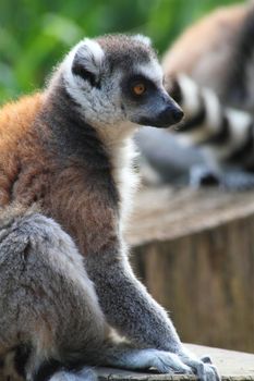 very nice lemur monkey in the nature 