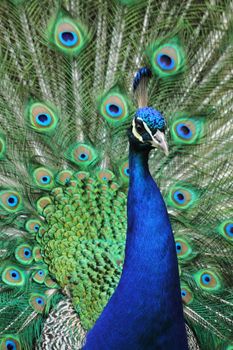 peacock as very nice blue and green animal background 