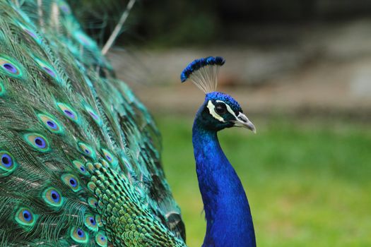 peacock as very nice blue and green animal background 