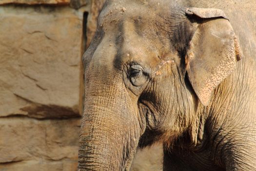 very nice detail of old elephant head 