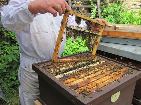beekeeping in the small czech farm in the summer