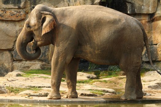 old big alephant in the zoological garden 