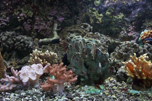 corals and fishes as very nice aquarium background