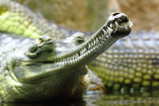detail of alligator head as very nice animal background
