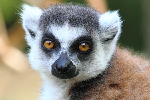small head of very nice lemur monkey 