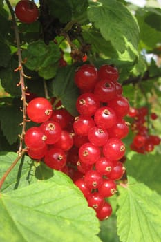 red currant