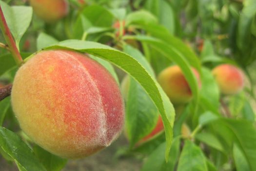 peach on the tree