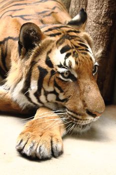 big tiger cat  is resting in the nature 