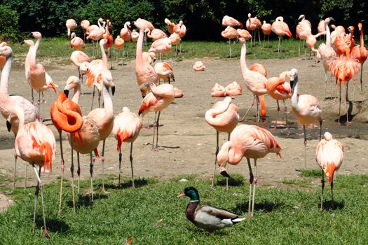 nice red flamingos from the Prague ZOO 