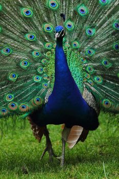 peacock as very nice blue and green animal background 