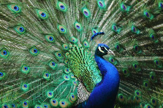 head peacock as very nice animal background
