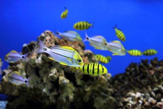 small yellow fishes as very nice aquarium background