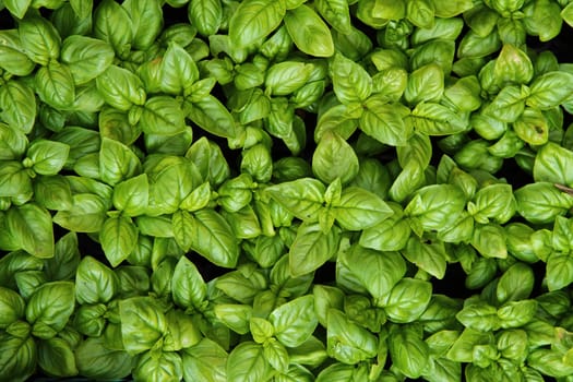 sweet basil as very nice vegetable background