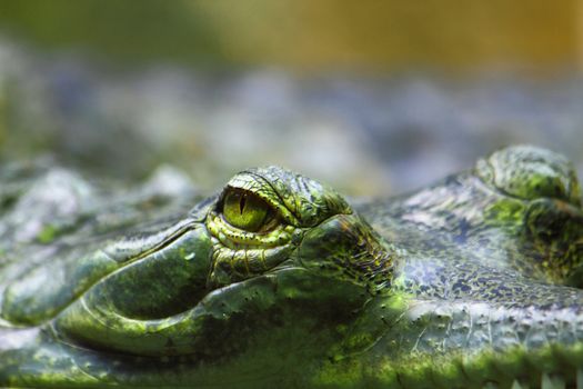detail of alligator head as very nice animal background