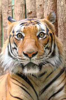 head of nice tiger with wooden background 