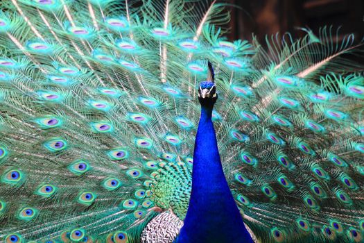 peacock as very nice and color animal background