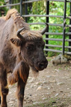 detail of bison from the small farm 