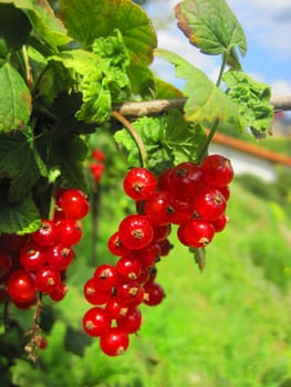 fresh red currant in the summer sun 