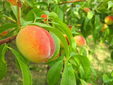 fresh peaches on the peach tree in the garden 