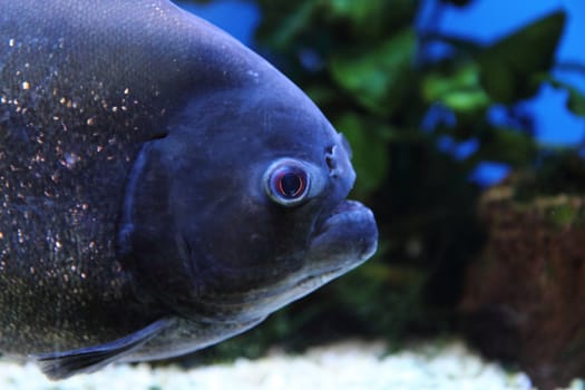 detail of big piranha from the aqarium 