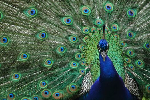 peacock as very nice blue and green animal background 