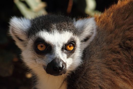 nice detail of lemur monkey head in the sun 