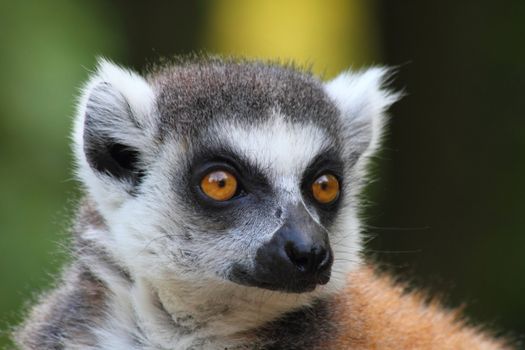 very nice detail of lemur monkey head 