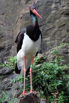 black stork in the forest is resting 