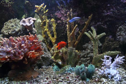 corals and fishes as very nice aquarium background