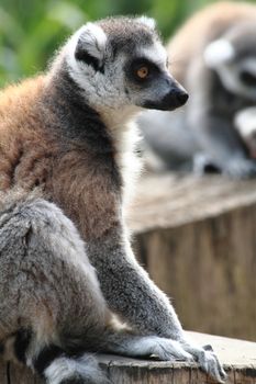 lemur monkey as very nice and funny animal 