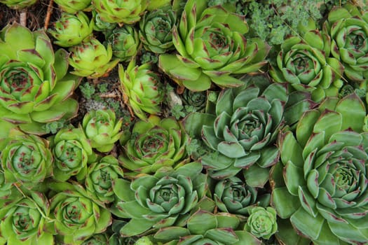 house-leek succulent as very nice natural background