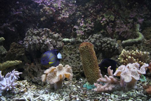 corals and fishes as very nice aquarium background