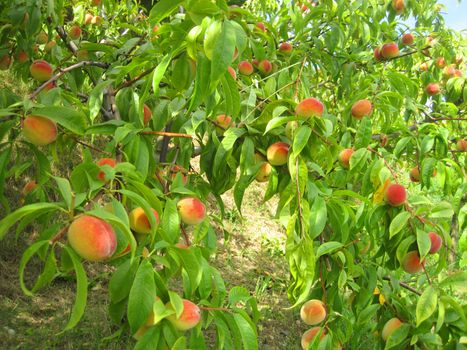 fresh peaches on the peach tree in the garden 