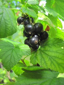 fresh black currant in the summer sun 