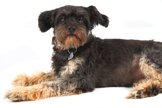 small dog isolated on the white background