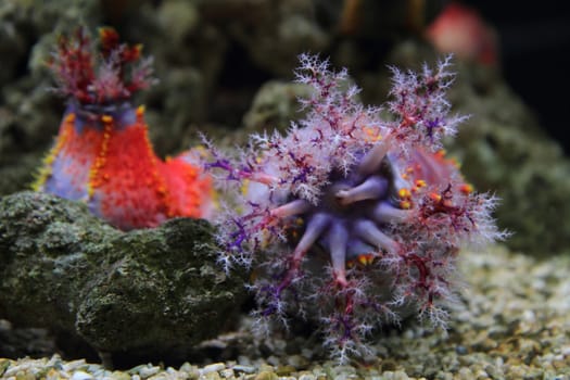 nice color corals from the red sea 