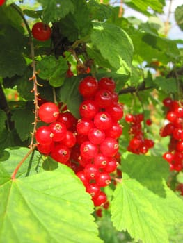 fresh red currant in the summer sun 