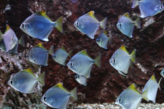 small fishes from the aquarium as very nice animal background