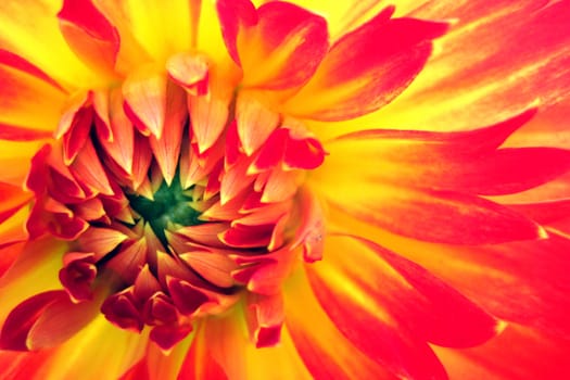orange flower as very nice natural background