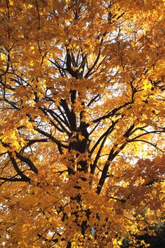 old autumn tree as nice autumn background