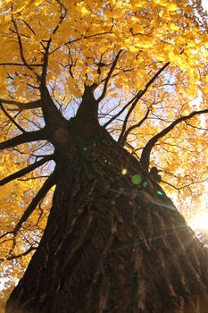 old autumn tree as nice autumn background