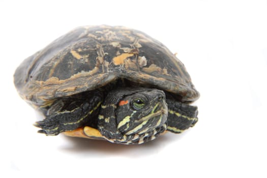 water turtle isolated on the white background