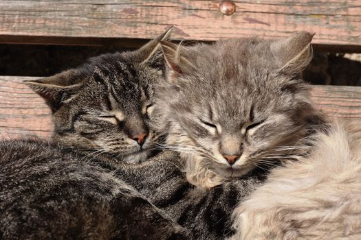 two cats are resting together as happy couple