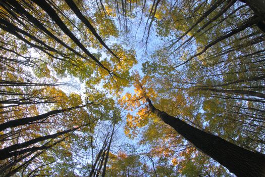 very nice autumn forest with the blue sky