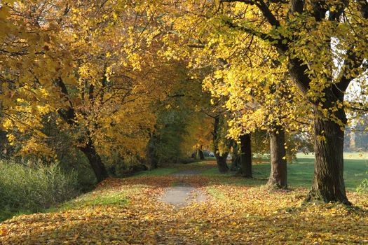very nice autumn forest with the sun in the leaves