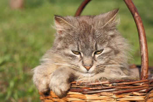 furry cat is resting in the basket