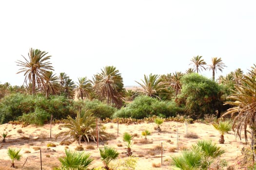 green oasis in the Tunisia near Sahara desert 