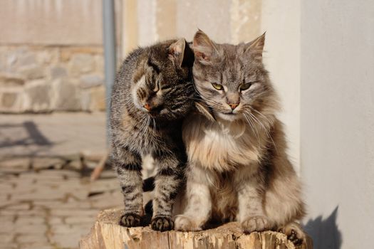 two cats are resting together as happy couple